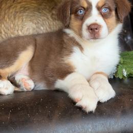 Annie-has tail-many videos - Red tri-color female Australian Shepherd puppy in Troy, South Carolina from Australian Shepherds of 3/W Farms