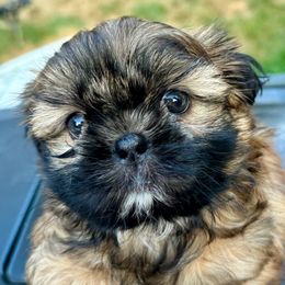 Shih Tzu puppies from Shih Tzu Companions