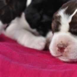 English Springer Spaniel Puppies from Springerhaven