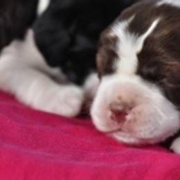 English Springer Spaniel Puppies from Springerhaven