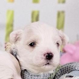 Ink heart (black) - White and buff male Bichon Frise puppy in Lavon, Texas from Sissy’s Heavenly Paws