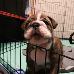 Bulldog Puppies from Carrie's Bulldogs