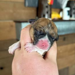 Gemma - Sable female Pembroke Welsh Corgi puppy in Anderson, California from Flying K Corgis