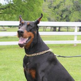 Ali - Doberman Pinscher
