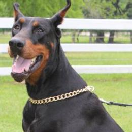 Ali - Doberman Pinscher