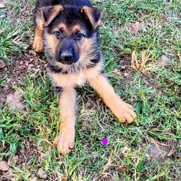 Girl 2 - Black and red German Shepherd puppy in Noel, Missouri from Wondar Shepherds