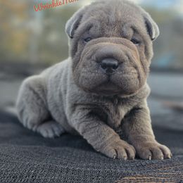 Krueger - Blue male Chinese Shar-Pei puppy in Salem, Ohio from WrinkleMonsters