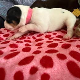 Nyx - Black white and tan female Rat Terrier puppy in Molalla, Oregon from The Puppy Patch Rat Terriers