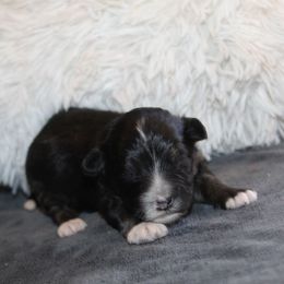 Vinny - Black tri-color male Aussiedoodle puppy in Loretto, Tennessee from K Kountry Farm