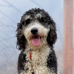 Maya - Bernedoodle