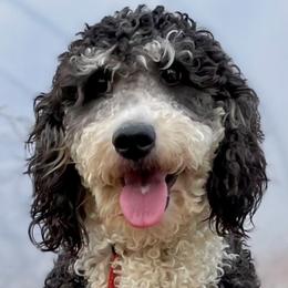 Maya - Bernedoodle