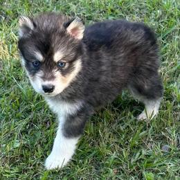 Smokey - Gray and white male Siberian Husky puppy in Summerville, South Carolina from Carolina Husky Lodge