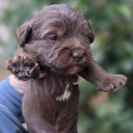 Charlie Brown - Brown male Schnoodle puppy in Timmonsville, South Carolina from For the LOVE of Poodles, Doodles and Sheepdogs