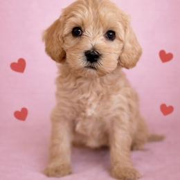 Smidge - Apricot male Australian Labradoodle puppy in Londonderry, New Hampshire from Granite State Labradoodles