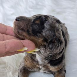 Marble - Merle male Goldendoodle puppy in Austin, Texas from Austin Doodles & Poodles