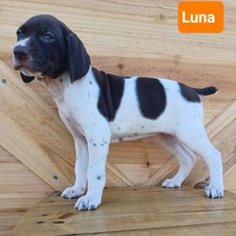 Luna - Liver and white female German Shorthaired Pointer puppy in Elberta, Alabama from Old Orchard Farm
