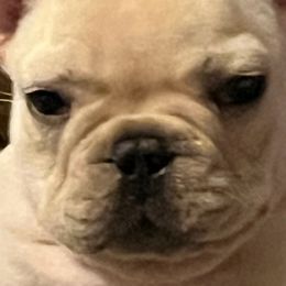 Bulldogs and French Bulldogs from Scott's Bulldogs