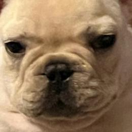 Bulldogs and French Bulldogs from Scott's Bulldogs