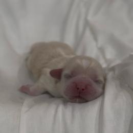Singing Locust - White male Shih Tzu puppy in Cedar Hill, Texas from Puppy Paper House