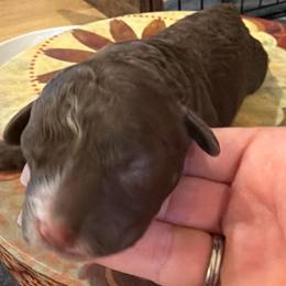 Chocolate Boy - Brown male Poodle puppy in Oneida, Tennessee from Pippa’s Place Poodles