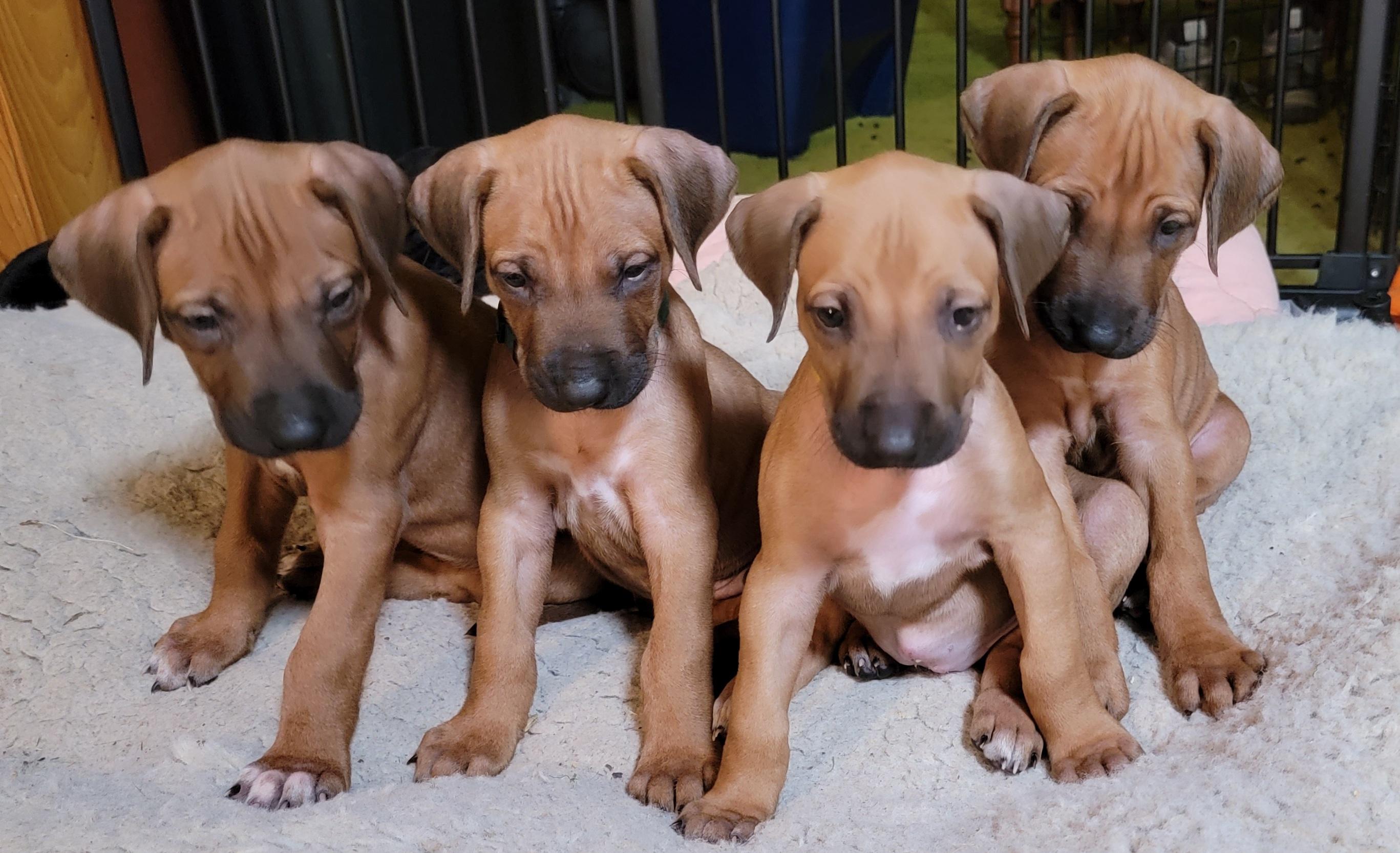 Tampo Rhodesian Ridgeback in Tennessee | Rhodesian Ridgeback puppies ...