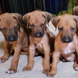 Rhodesian Ridgebacks from Tampo Rhodesian Ridgeback