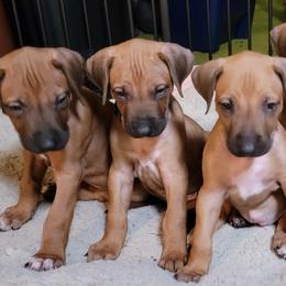 Rhodesian Ridgebacks from Tampo Rhodesian Ridgeback