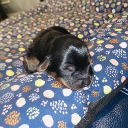 Yorkipoo and Yorkshire Terrier Puppies from Bougie Paws llc