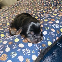 Yorkipoo and Yorkshire Terrier Puppies from Bougie Paws llc