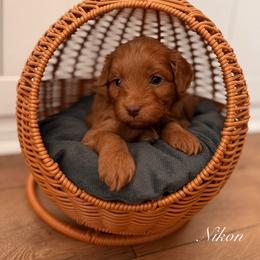 Nikon - Red  male Goldendoodle puppy in Las Vegas, Nevada from Dose of Doodles