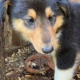 Carla - Black white and tan female Collie puppy in Yulee, Florida from Three Collie Farm