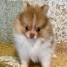Maverick - Chocolate parti male Pomeranian puppy in Bentonville, Arkansas from Hummingbird & Fox