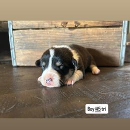 Boy 5 - Black and tan male Pembroke Welsh Corgi puppy in Greenwood, South Carolina from JOY Farms
