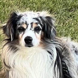 Aussiedoodles, Miniature Australian Shepherds, and Toy Australian Shepherds from Graceful Acres