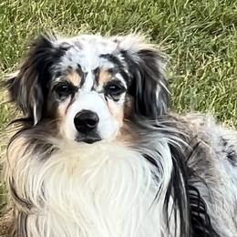 Aussiedoodles, Miniature Australian Shepherds, and Toy Australian Shepherds from Graceful Acres