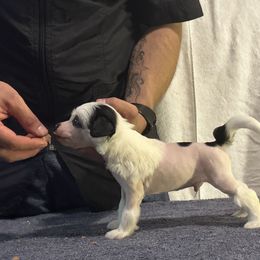 Boy 2 - Chinese Crested puppy in Georgia from Just Cresteds