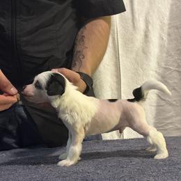 Boy 2 - Chinese Crested puppy in Georgia from Just Cresteds
