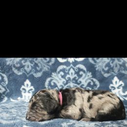 Assorted Doodle Crosses Puppies from Doodles Domain