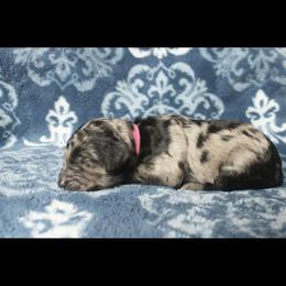 Assorted Doodle Crosses Puppies from Doodles Domain