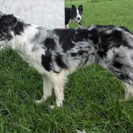 Emerald - Border Collie