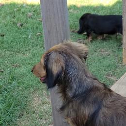 Dachshund Puppies from CLARK'S BREEDING PROGRAM