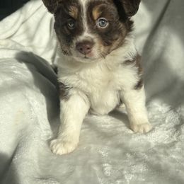 Miniature Australian Shepherd Puppies from Amberwood DD Aussies