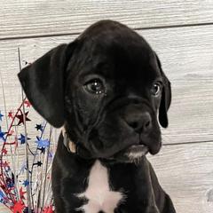 Bernedoodles, Boxers, and Poodles from Dakota Prairie Pups