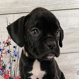 Bernedoodles, Boxers, and Poodles from Dakota Prairie Pups