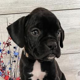Bernedoodles, Boxers, and Poodles from Dakota Prairie Pups