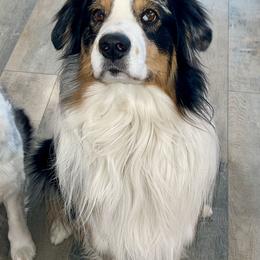 Australian Shepherd All Grown Up from Ralph's Australian Shepherds