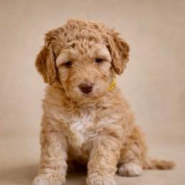 Goldie - Golden Apricot Mini Goldendoodle Female - Apricot female Goldendoodle puppy in Lancaster, California from Kid's Best Doodle