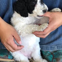 Goldendoodles from Willow Tree Bearded Retrievers