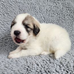 Jack - orange collar - White and badger male Great Pyrenees puppy in Monmouth, Maine from Flewelling Great Pyrenees