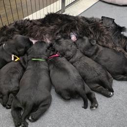Miniature Schnauzer Puppies from Kateryna's Miniature Schnauzers